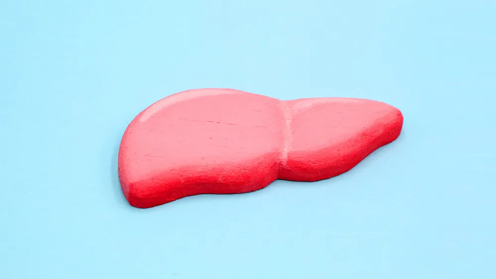 肝臓のイメージ