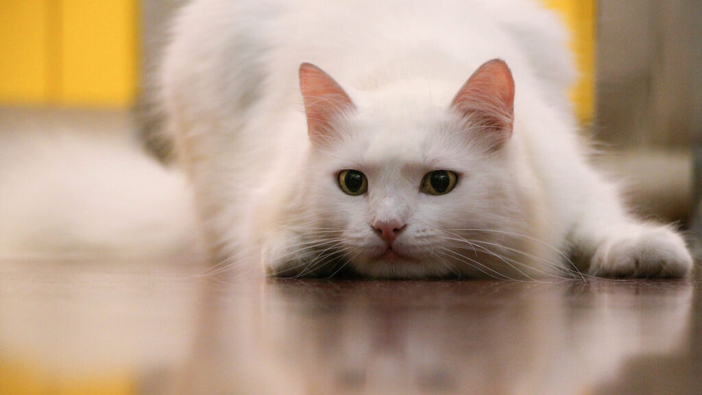 ねこ|ハンティング|キャッチコピー|フリーランス起業準備